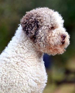 2014-11-04 Orcia_Kopf