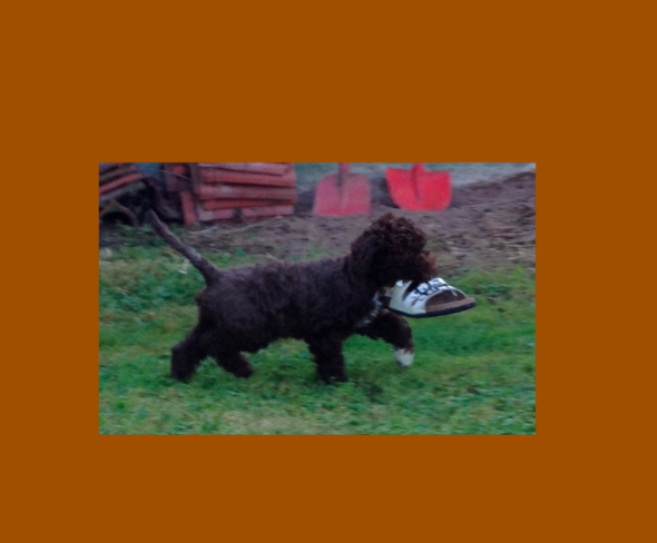 2016-08-18 Ariela_Schuh